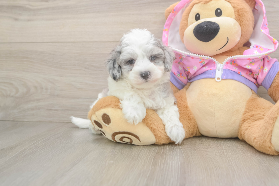 Maltipoo Puppy for Adoption