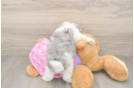 Popular Maltipoo Poodle Mix Pup