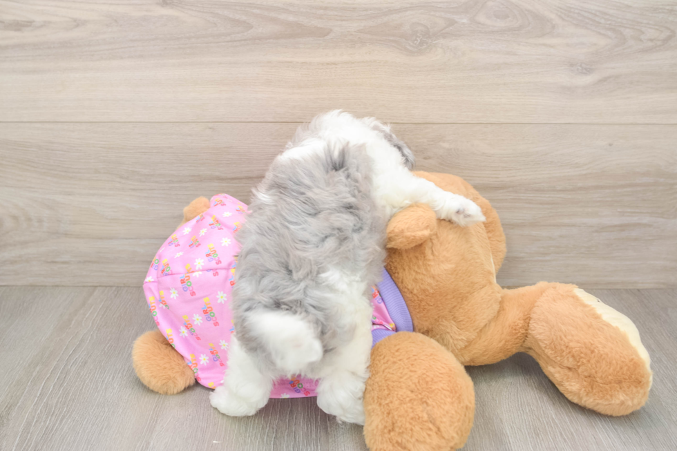 Popular Maltipoo Poodle Mix Pup
