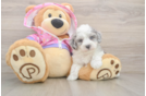 Best Maltipoo Baby