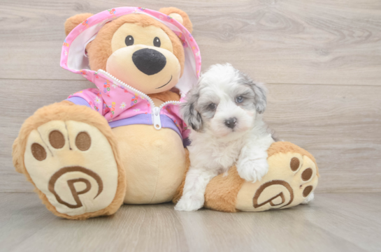 Best Maltipoo Baby