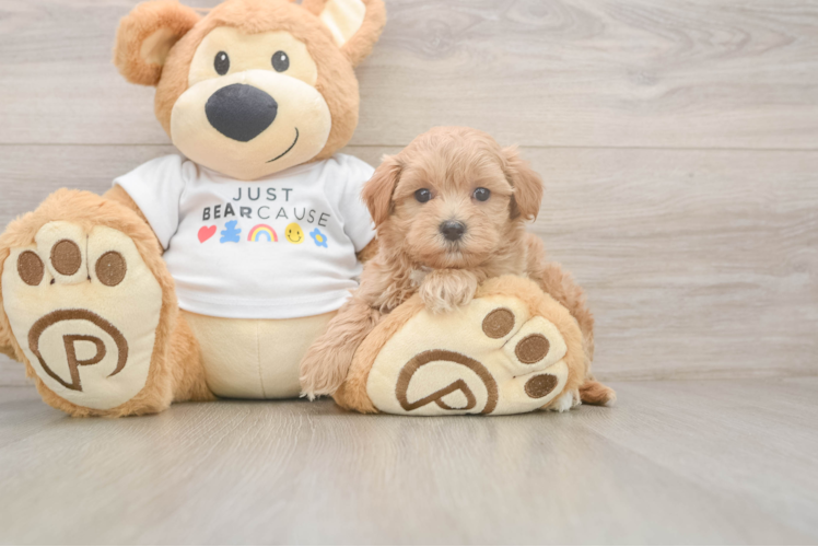 Small Maltipoo Baby