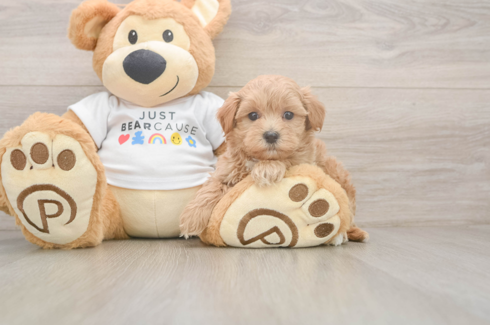 6 week old Maltipoo Puppy For Sale - Simply Southern Pups