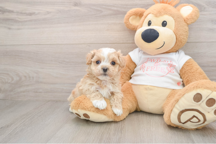 Maltipoo Pup Being Cute