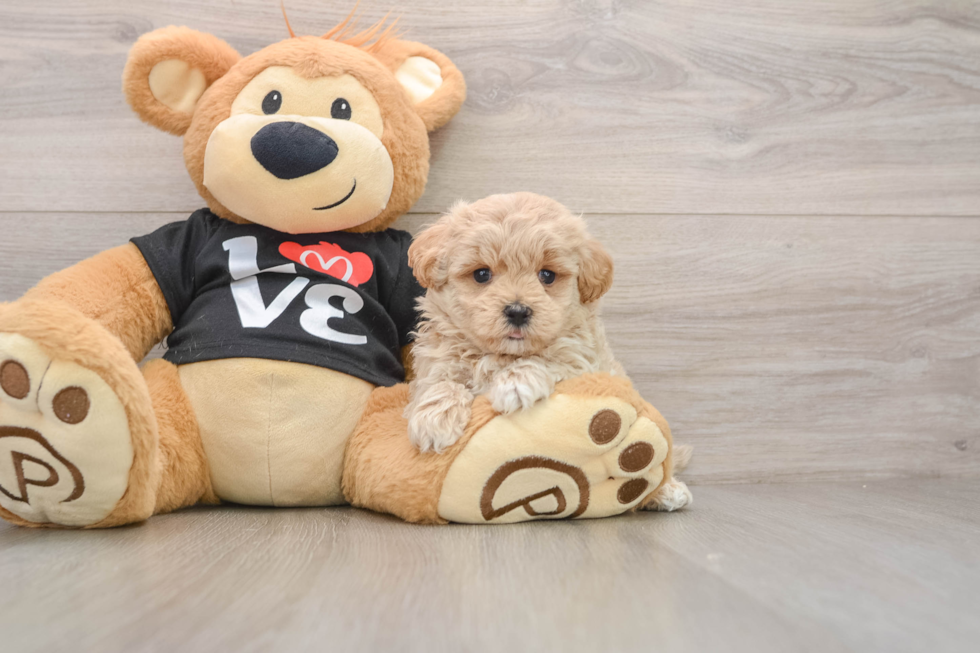 Maltipoo Pup Being Cute