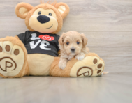 8 week old Maltipoo Puppy For Sale - Simply Southern Pups