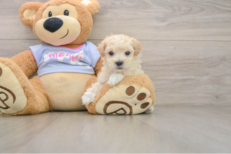 Maltipoo Pup Being Cute
