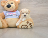 6 week old Maltipoo Puppy For Sale - Simply Southern Pups