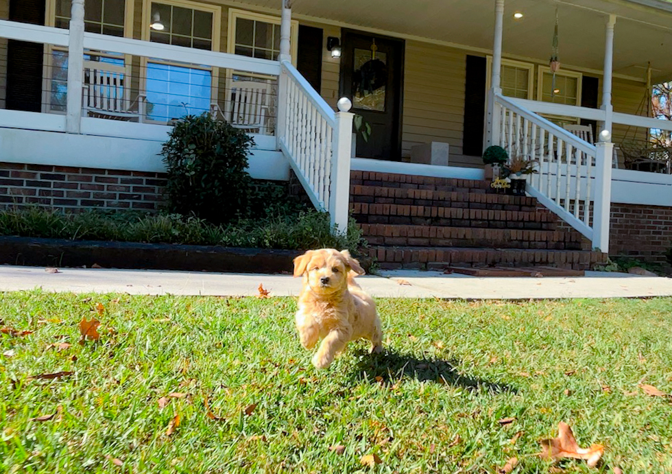 Cute Malt a Poo Poodle Mix Puppy