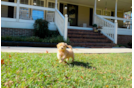 Cute Maltipoo Baby