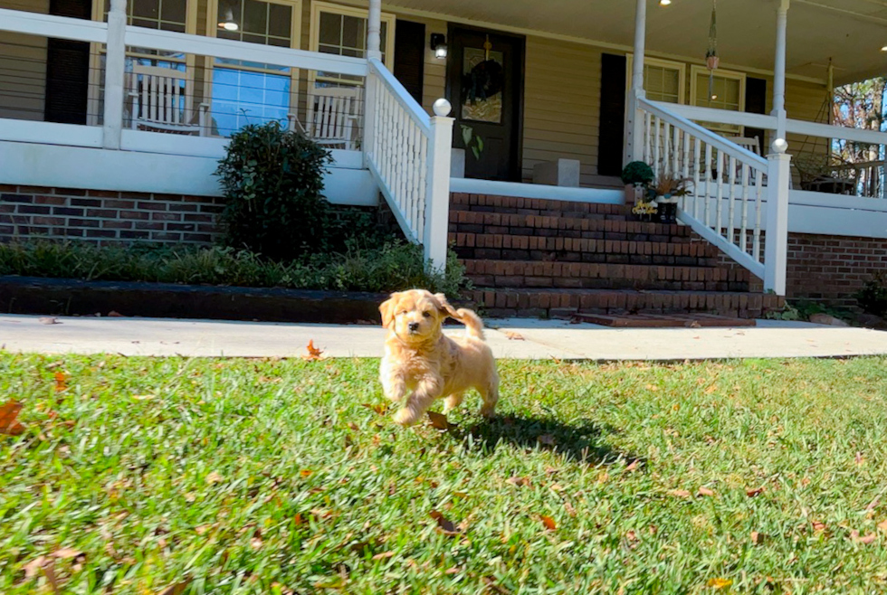 Cute Maltipoo Baby