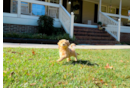 Maltipoo Pup Being Cute