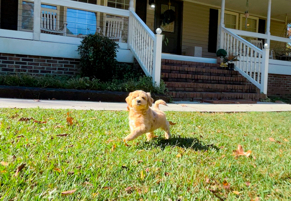 Maltipoo Pup Being Cute