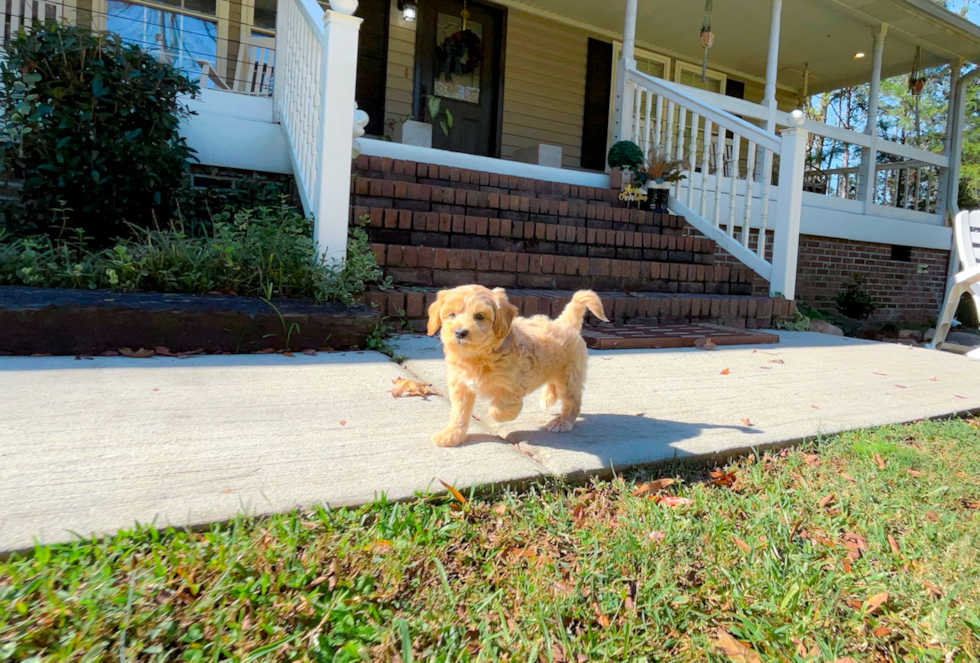 Best Maltipoo Baby