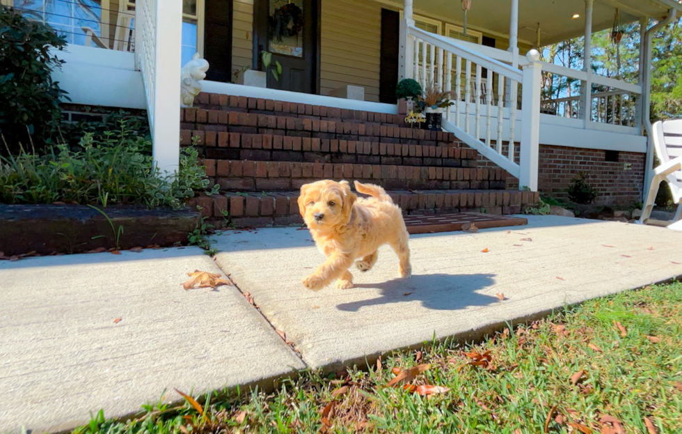 Best Maltipoo Baby