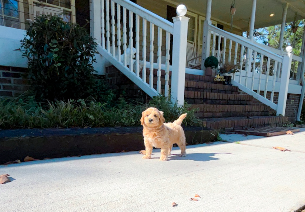 Best Maltipoo Baby