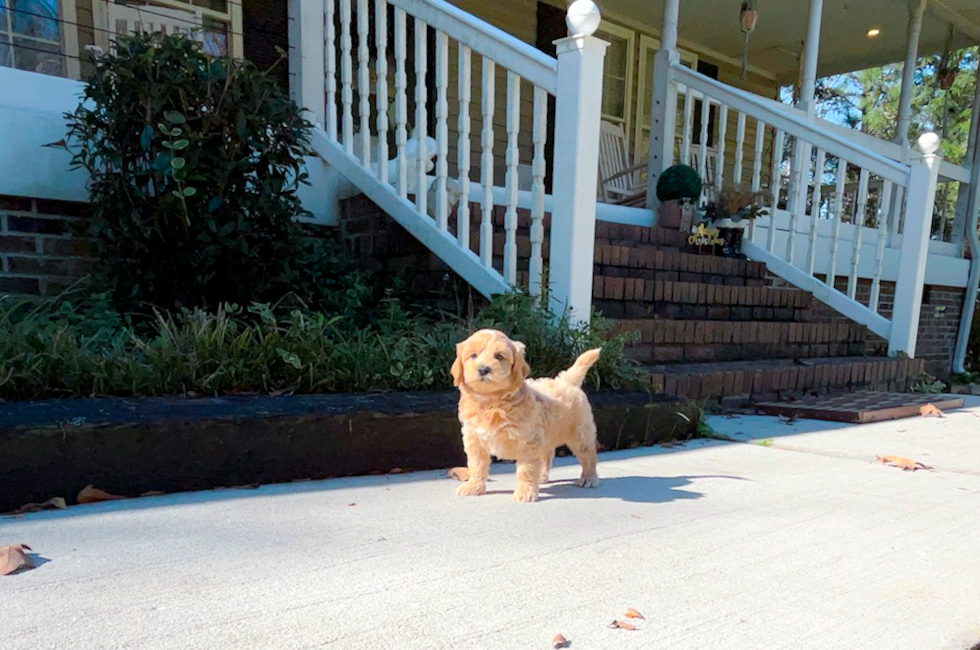 9 week old Maltipoo Puppy For Sale - Simply Southern Pups