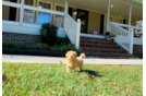 Cute Maltipoo Baby