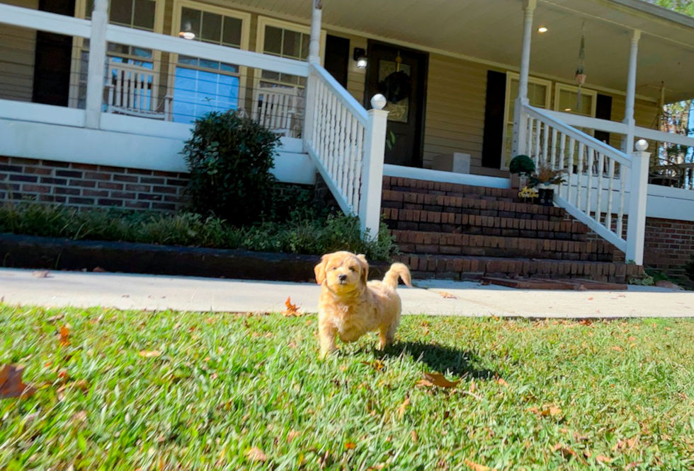 Cute Maltipoo Baby