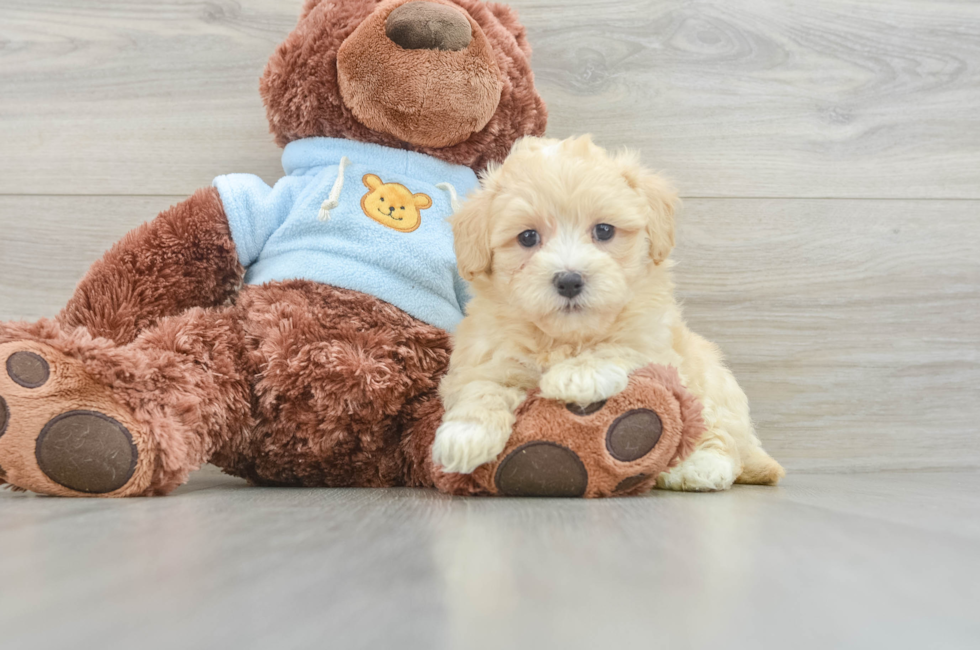 7 week old Maltipoo Puppy For Sale - Simply Southern Pups