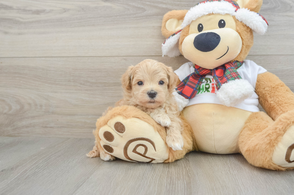 6 week old Maltipoo Puppy For Sale - Simply Southern Pups