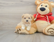 8 week old Maltipoo Puppy For Sale - Simply Southern Pups