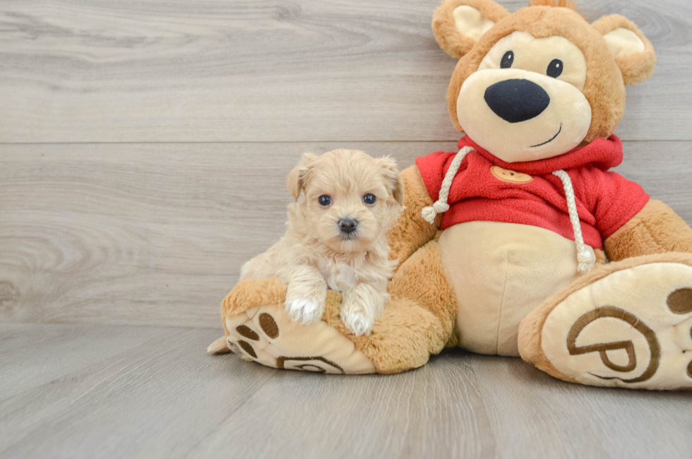 6 week old Maltipoo Puppy For Sale - Simply Southern Pups