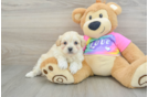 Maltipoo Puppy for Adoption