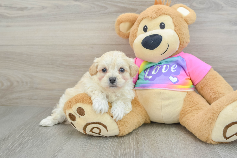 Maltipoo Puppy for Adoption