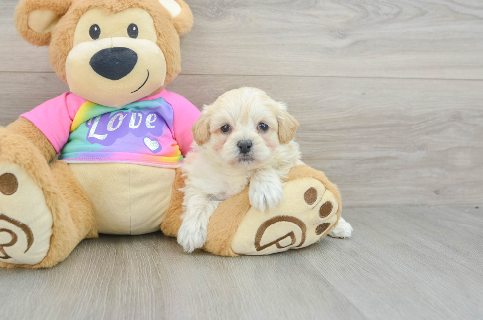 6 week old Maltipoo Puppy For Sale - Simply Southern Pups