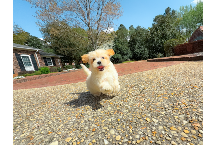 Maltipoo Pup Being Cute