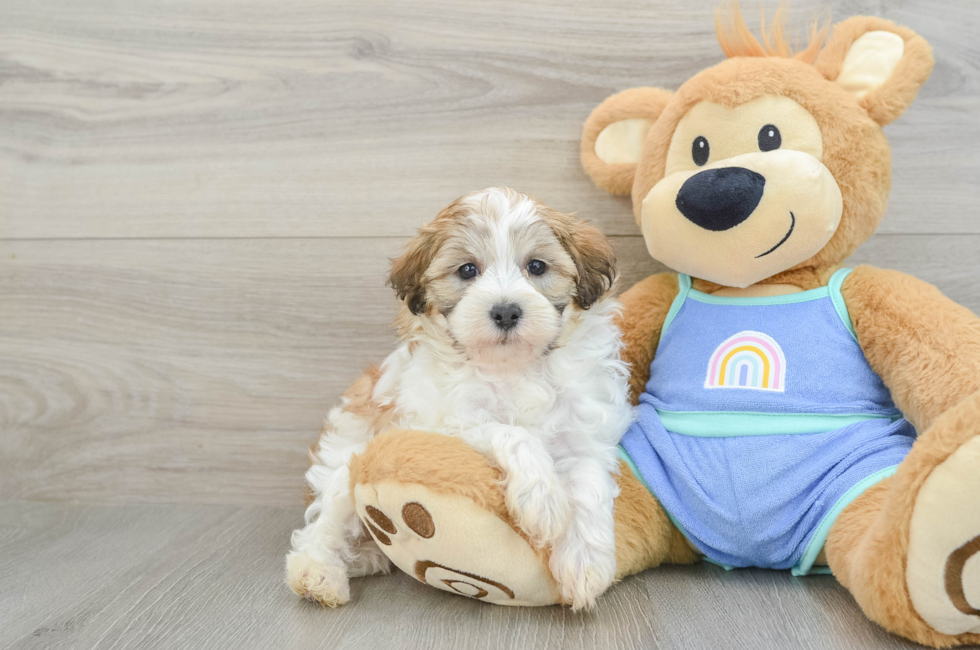 6 week old Maltipoo Puppy For Sale - Simply Southern Pups