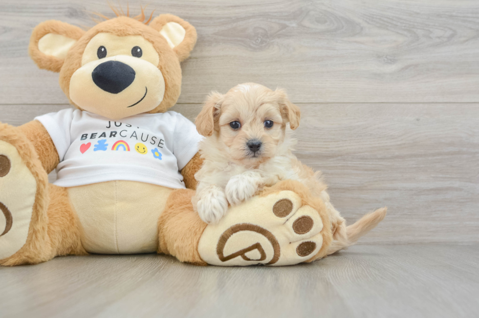 6 week old Maltipoo Puppy For Sale - Simply Southern Pups