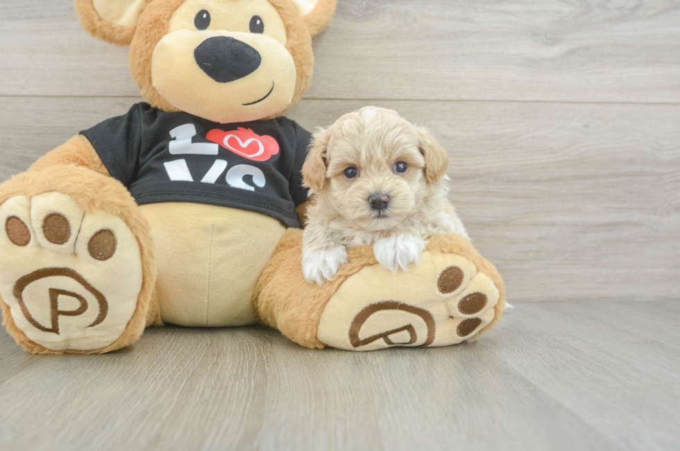 5 week old Maltipoo Puppy For Sale - Simply Southern Pups