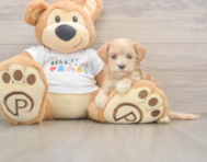 8 week old Maltipoo Puppy For Sale - Simply Southern Pups