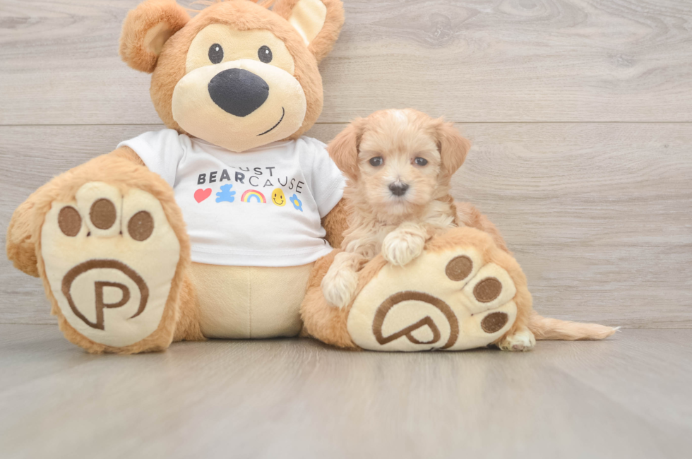 6 week old Maltipoo Puppy For Sale - Simply Southern Pups