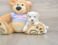 9 week old Maltipoo Puppy For Sale - Simply Southern Pups