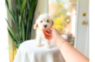 Cute Malt a Poo Poodle Mix Puppy