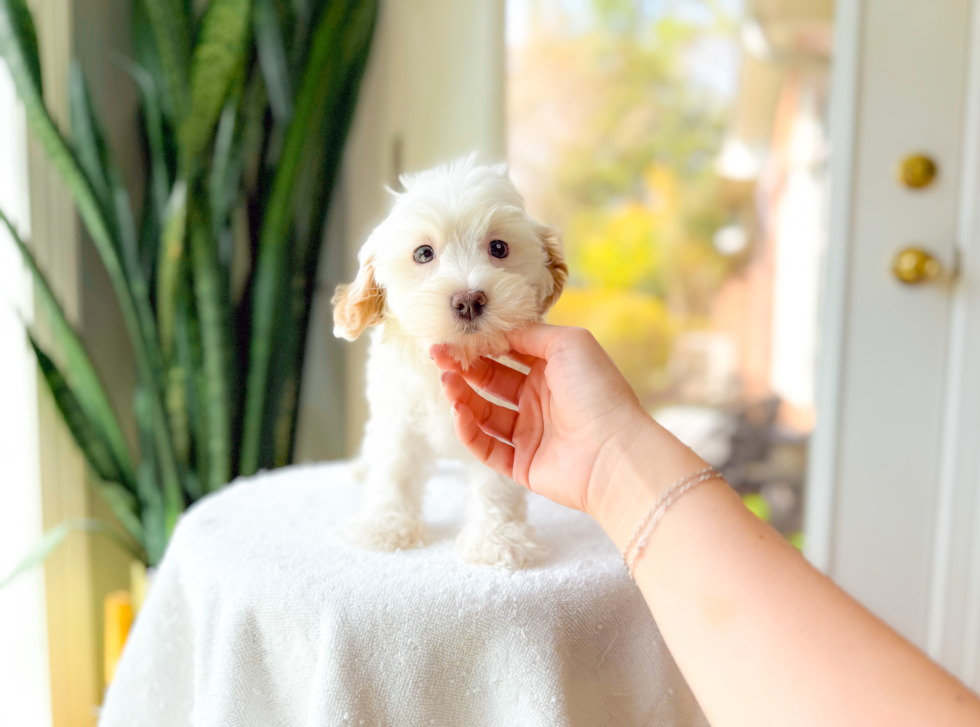 Cute Malt a Poo Poodle Mix Puppy