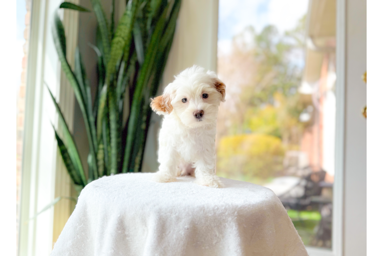 Cute Maltipoo Poodle Mix Pup