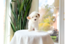 Cute Maltipoo Poodle Mix Pup