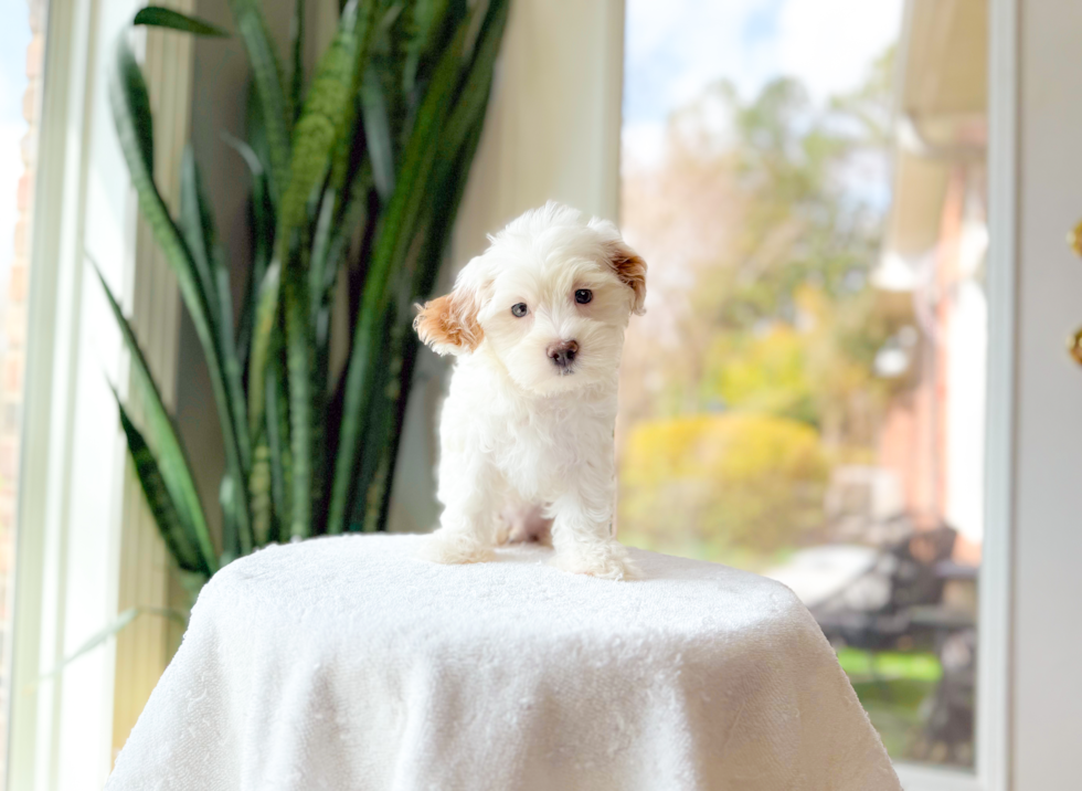 Cute Maltipoo Poodle Mix Pup