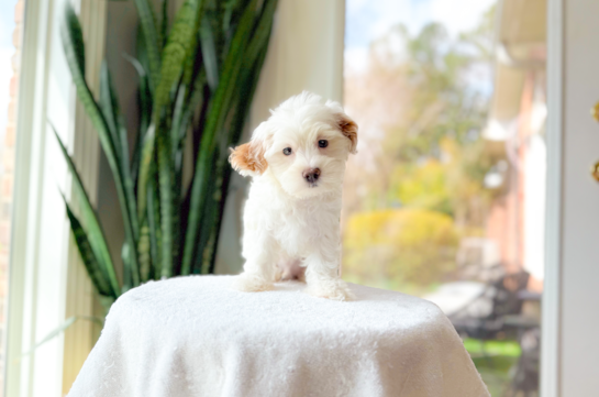 Cute Maltipoo Poodle Mix Pup