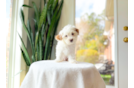 Maltipoo Puppy for Adoption