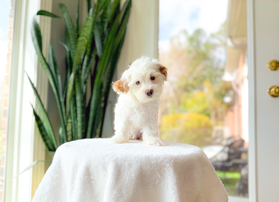 Maltipoo Puppy for Adoption