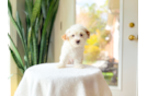 Maltipoo Puppy for Adoption
