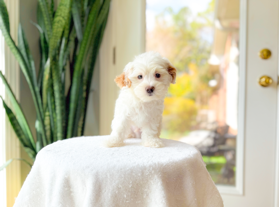 Maltipoo Puppy for Adoption