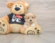 8 week old Maltipoo Puppy For Sale - Simply Southern Pups
