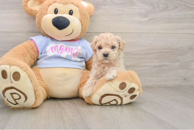 Playful Malt Oodle Poodle Mix Puppy