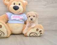 6 week old Maltipoo Puppy For Sale - Simply Southern Pups